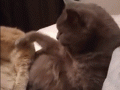 ugui.gif